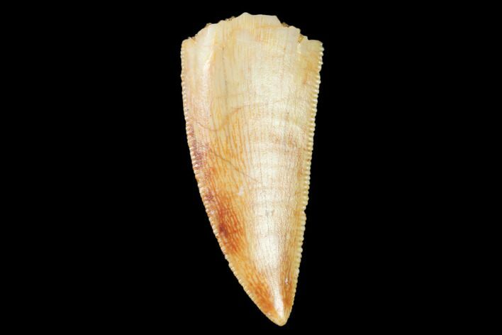 Serrated, Raptor Tooth - Real Dinosaur Tooth #102392